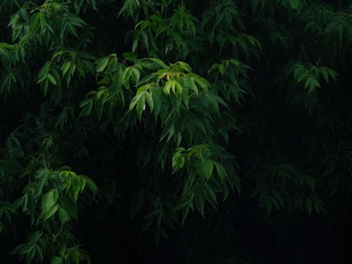 Free Close-up of vibrant green leaves on a tree branch set against a dark, moody background, evoking a sense of nature's calm. Stock Photo
