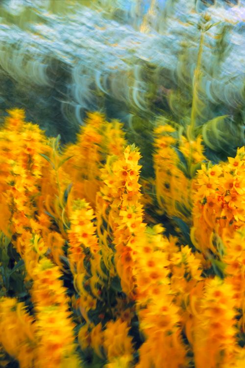 Free Dynamic motion blur captures vibrant yellow flowers in an artistic, abstract style. Stock Photo