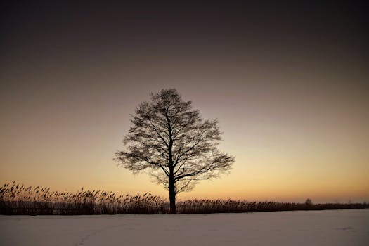 Silhouette Bare Tree on Landscape Against Sky during Sunset