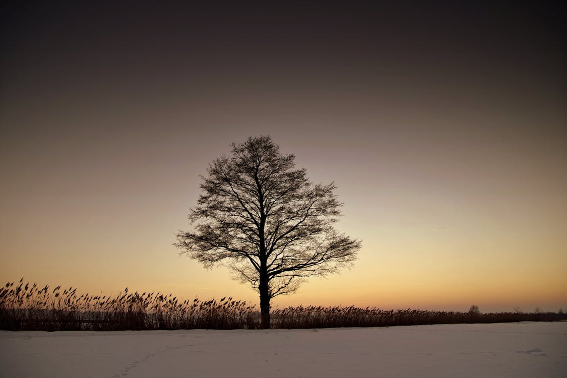 Silhouet Kale Boom Op Landschap Tegen Hemel Tijdens Zonsondergang