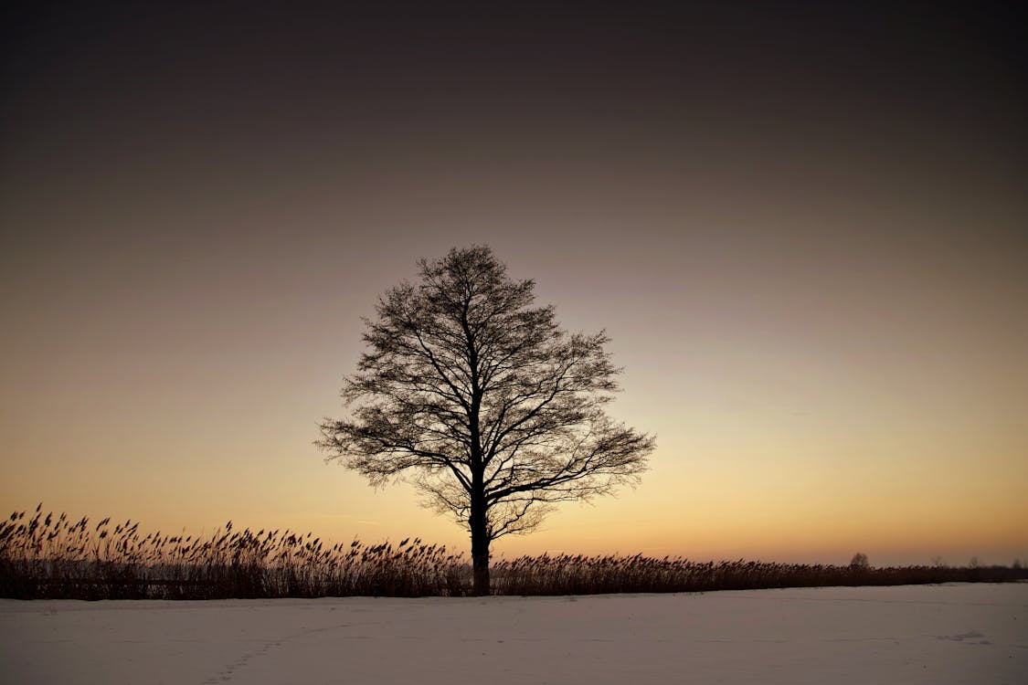 Free Silhouette Bare Tree on Landscape Against Sky during Sunset Stock Photo