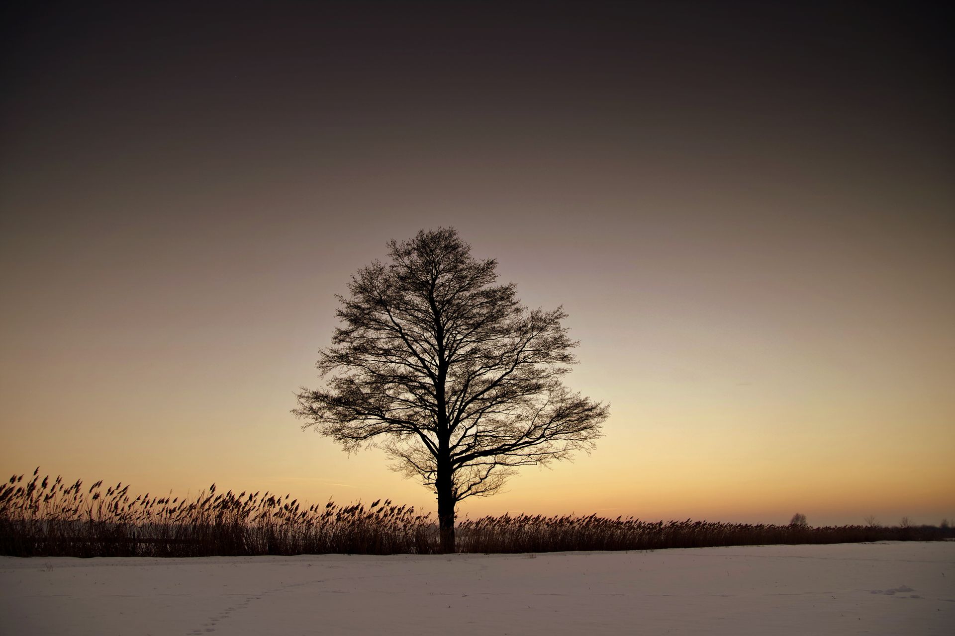 A solitary tree stands in a tranquil winter field during sunset, casting a serene silhouette against the sky.