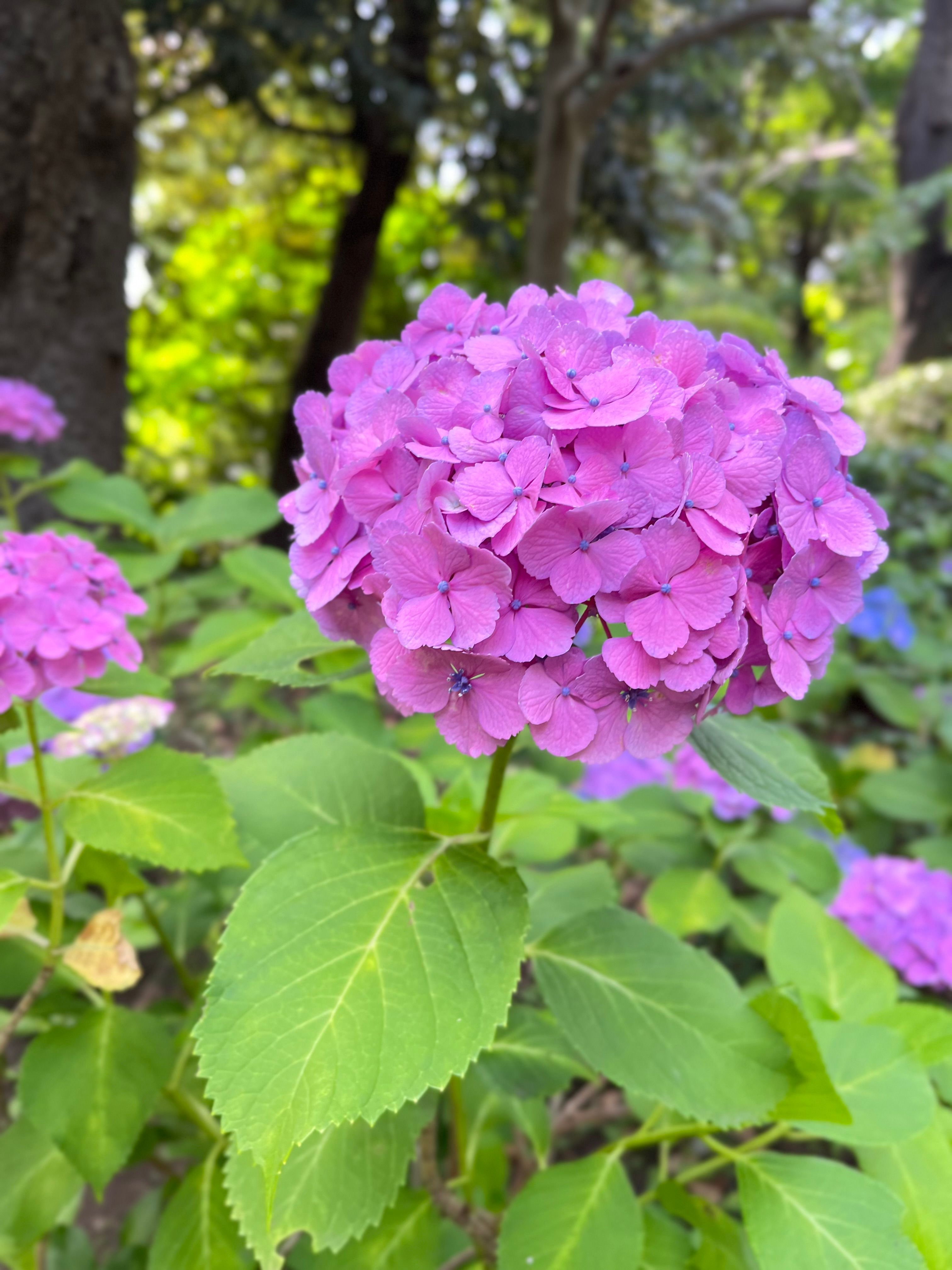 Vibrant Pink Hydrangea Blooms in Lush Garden Setting · Free Stock Photo