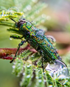 iridescent green beetle