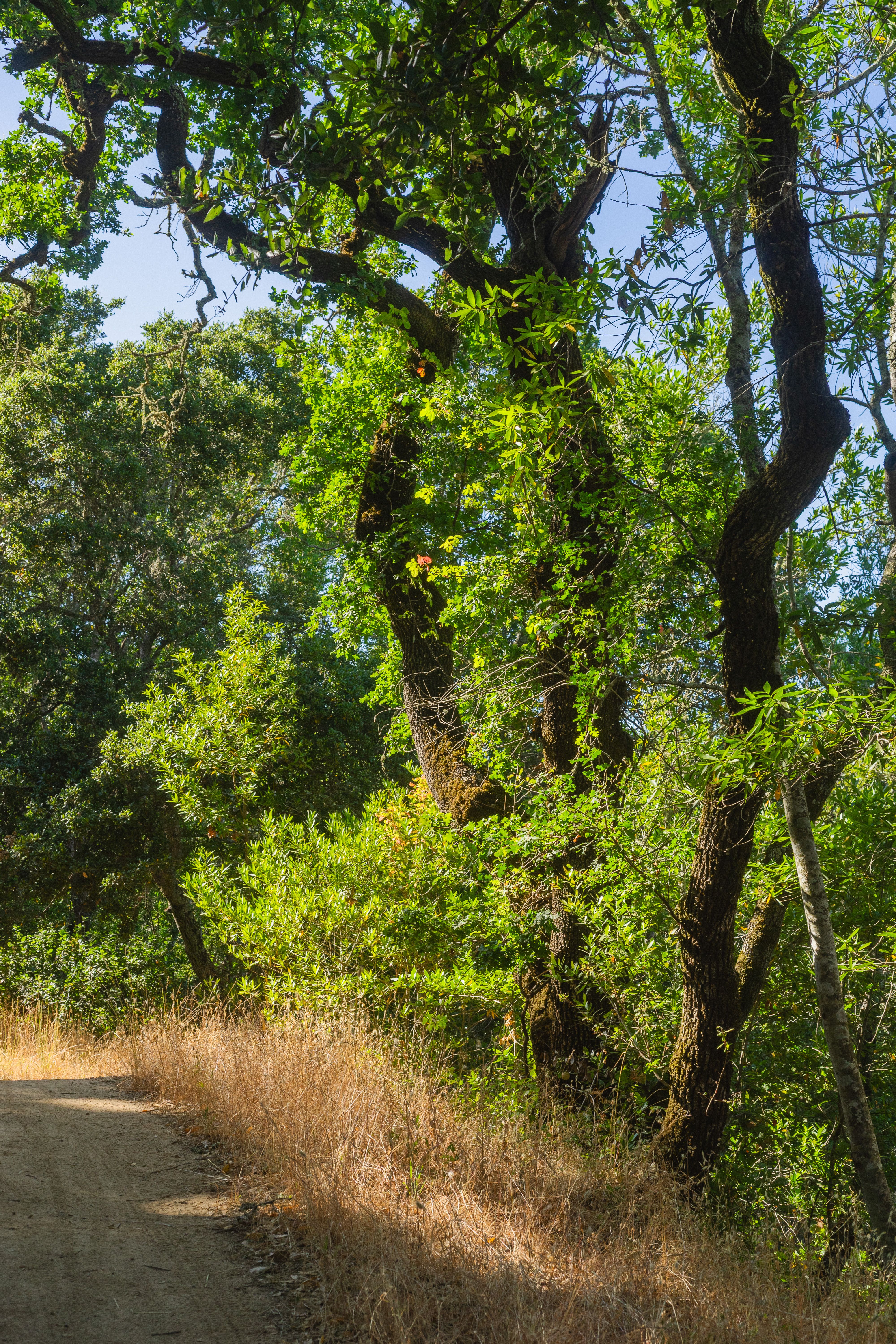 Sunny Woodland Path in Summer Forest · Free Stock Photo