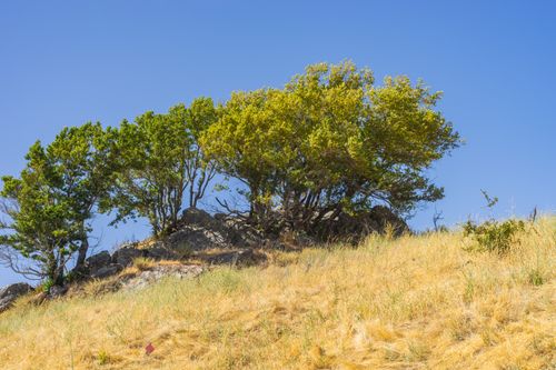 Free Lone tree on rocky hill with clear blue sky backdrop, epitomizing serenity. Stock Photo