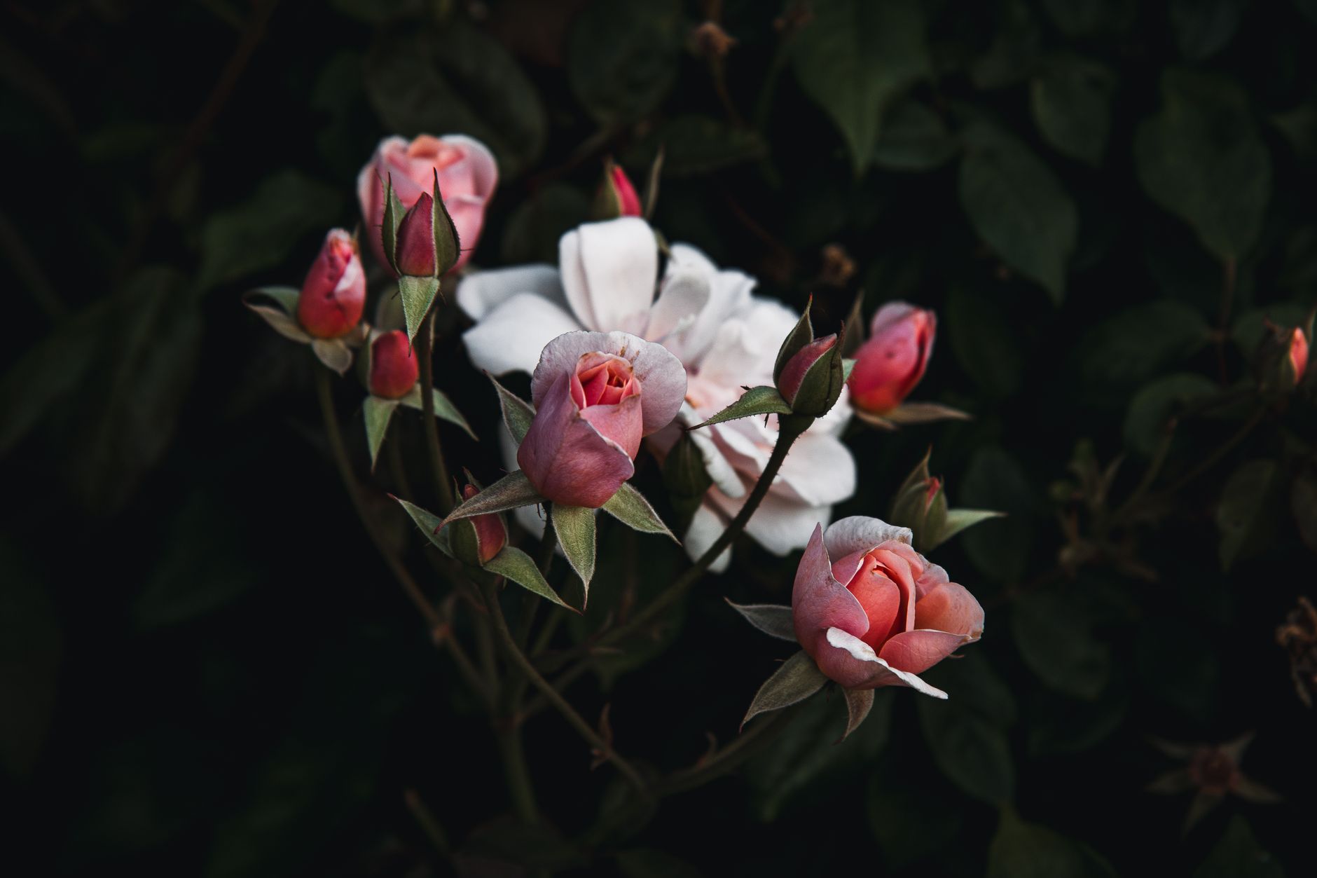 Discover the captivating beauty of blooming pink roses against dark green foliage, perfect for romantic and nature themes.