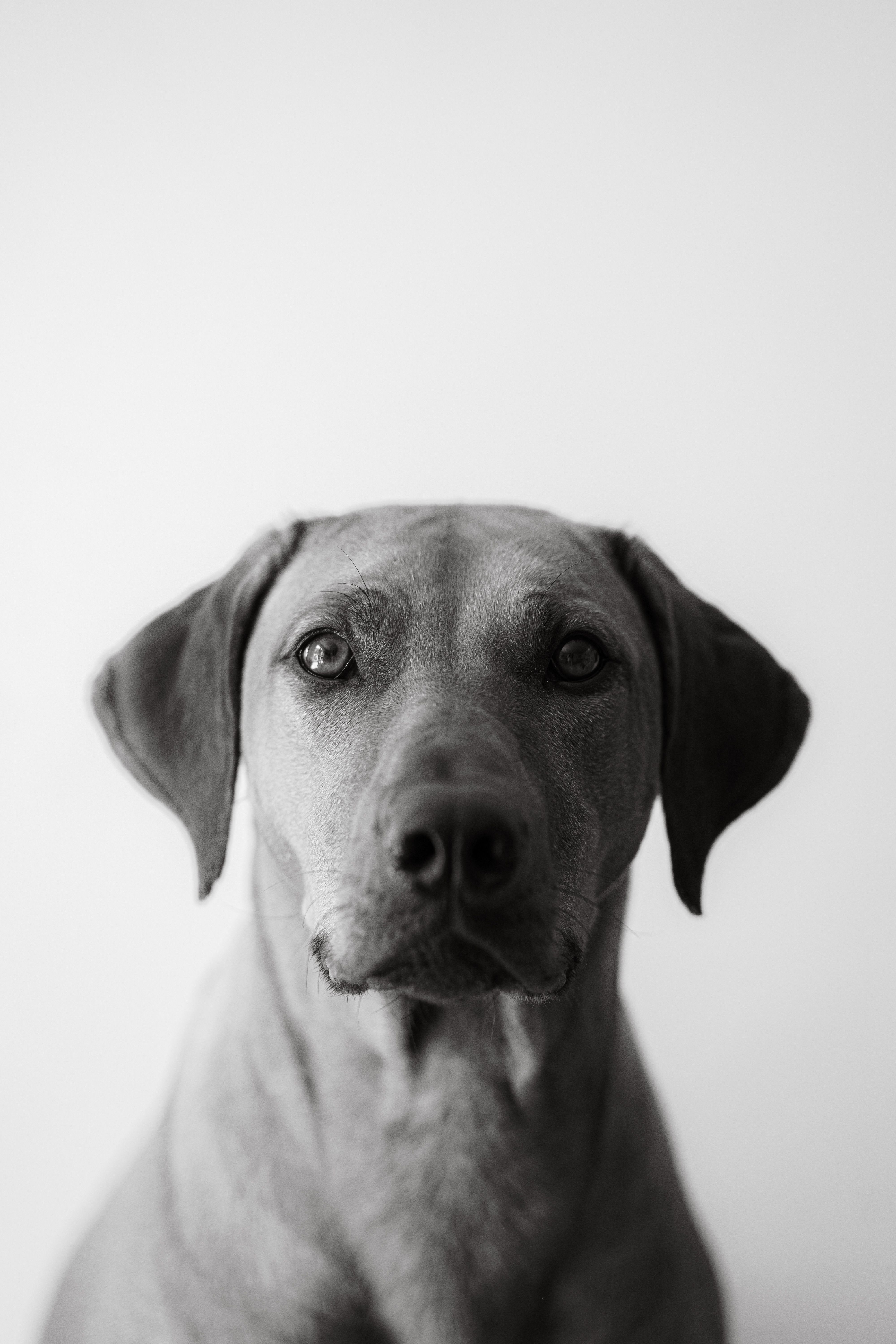 Black and White Portrait of a Rhodesian Ridgeback · Free Stock Photo