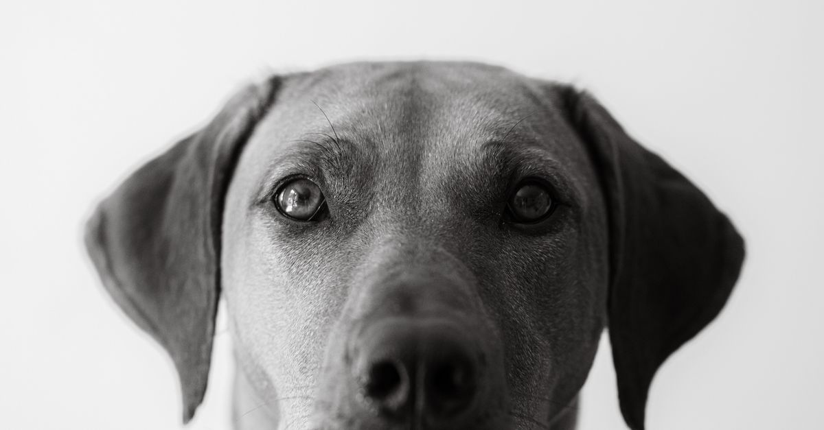 Rhodesian Ridgemback Back Pattern Black and White Portrait of a Rhodesian Ridgeback · Free Stock Photo