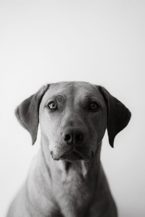 Free Artistic black and white portrait of a Rhodesian Ridgeback dog, exuding calm and focus. Stock Photo