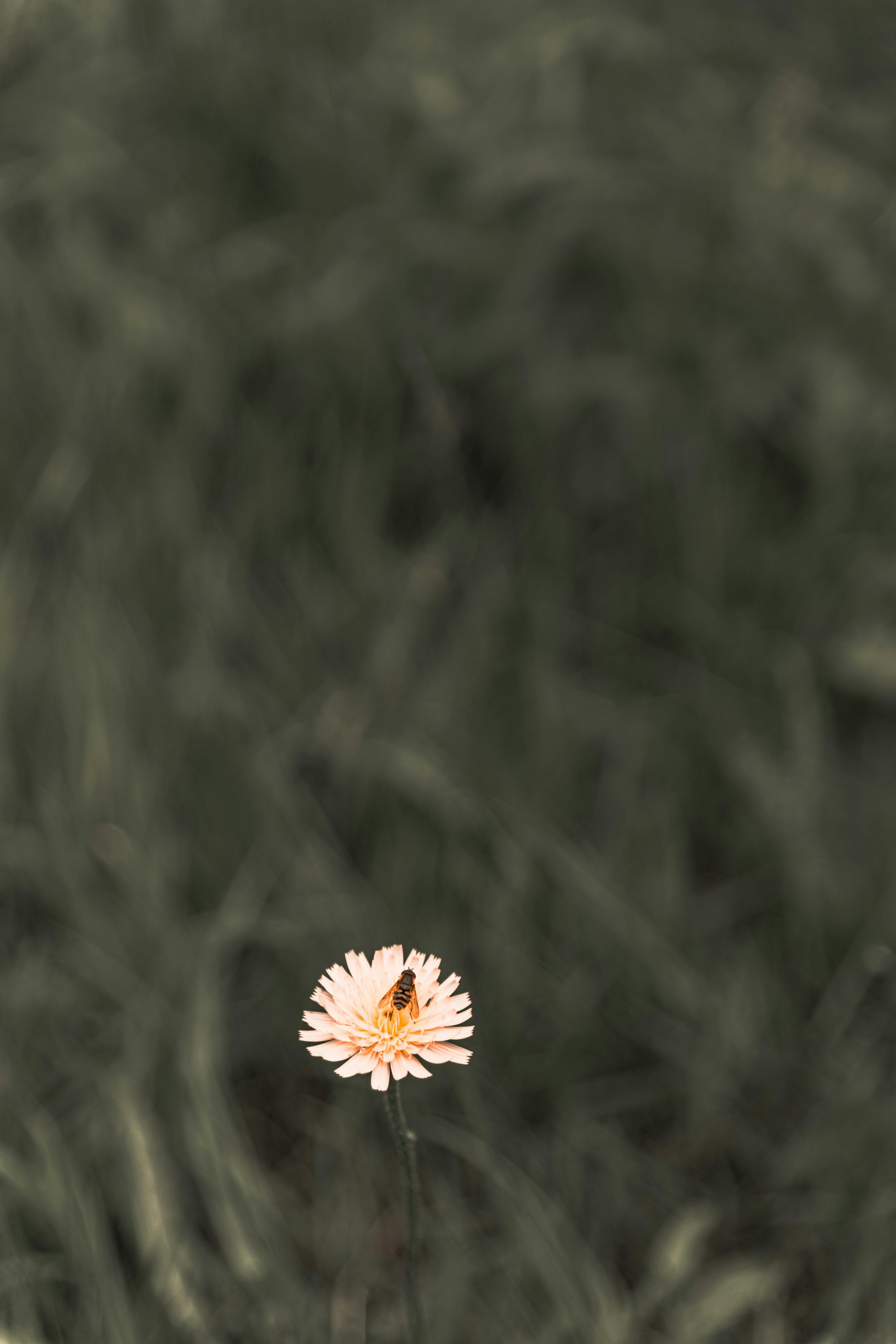 Δωρεάν Μια μακροσκοπική λήψη απεικονίζει μια μέλισσα να επικονιάζει ένα μοναχικό λουλούδι στο Άπεντεϊλ της Αγγλίας. Φωτογραφία από στοκ φωτογραφιών