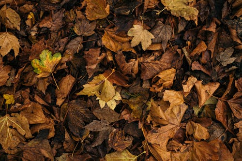 乾燥した葉