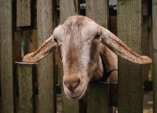 Close-Up Shot of a Brown Goat on a Cage