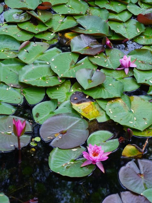 Free Beautiful pink water lilies floating peacefully on a tranquil pond filled with green lily pads. Stock Photo