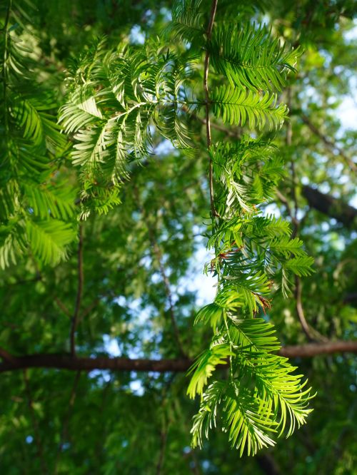 Free Bright green pine branch with sunlight in summer forest. Stock Photo