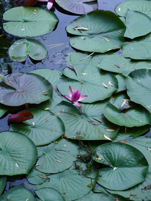 Free Calm scene of a pink water lily surrounded by lush green lilypads on a pond. Stock Photo