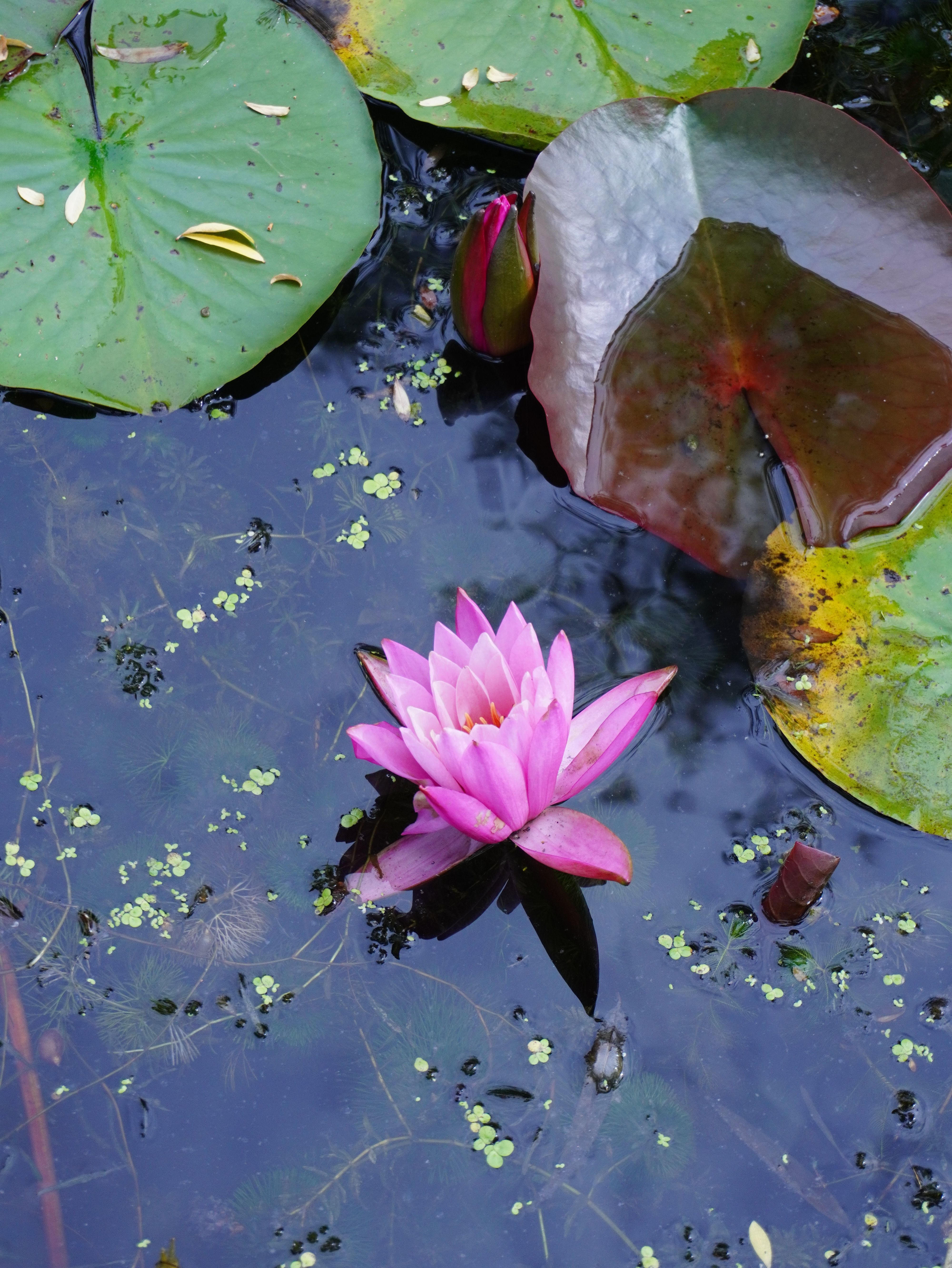 Serene Pink Water Lily Floating on Pond Surface · Free Stock Photo