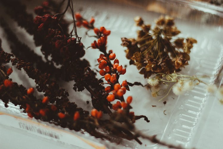 Dry Plant With Berries