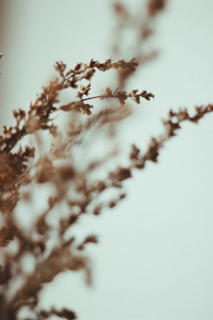 Close-up of delicate autumn branches with a soft blur effect, capturing the essence of fall.
