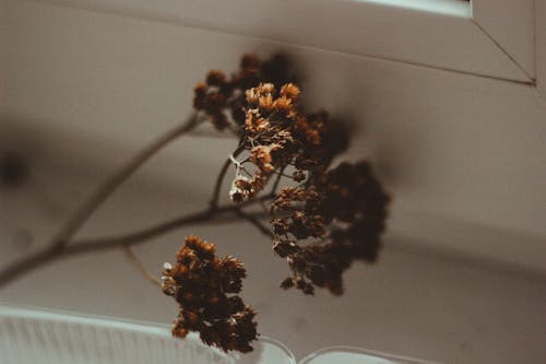 Gratis Cabang Dengan Bunga Kelopak Coklat Foto Stok