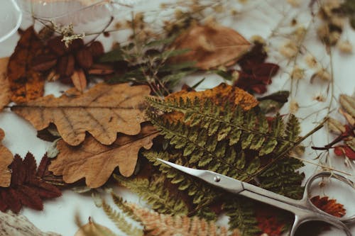 Free Gray Scissors on Dry Leaves Stock Photo