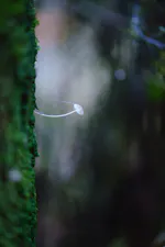 Jasa 2025, Jasa murah