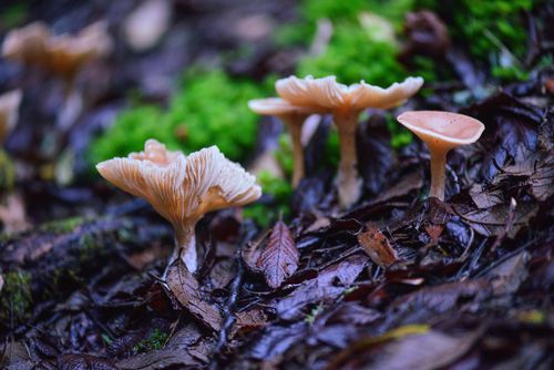 Free Beautiful wild mushrooms and lush moss in the forest floor of Mount Field, Tasmania. Stock Photo