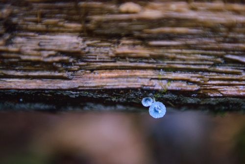 Free Detailed macro photograph of small blue mushrooms growing on a log in Mount Field, Tasmania, Australia. Stock Photo