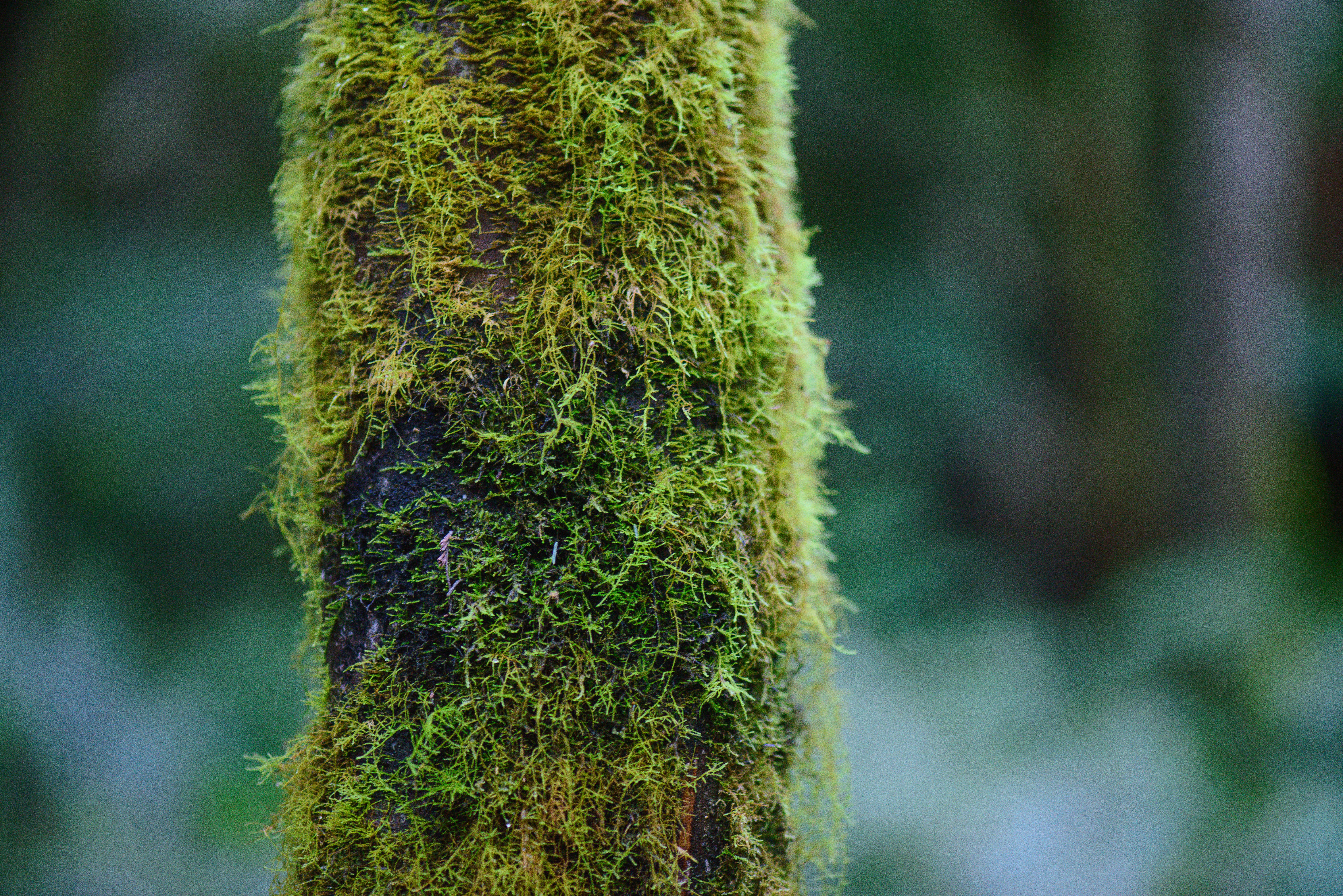 Fotomural Vista detallada del musgo verde vibrante que cubre el tronco de un árbol en los exuberantes bosques de Mount Field, Tasmania.