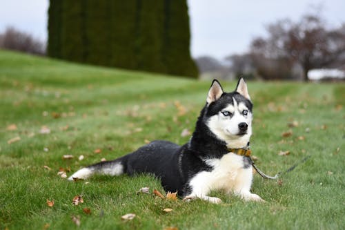 黑色和白色西伯利亞哈士奇犬在綠色的草地上休息
