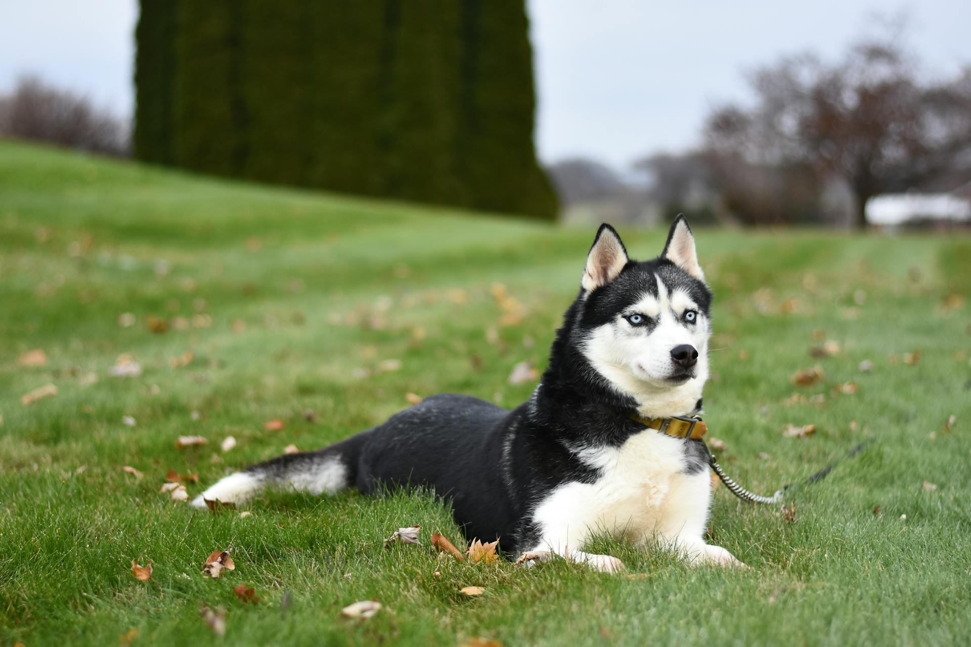 En svartvit sibirisk husky vilar på ett grönt gräsfält