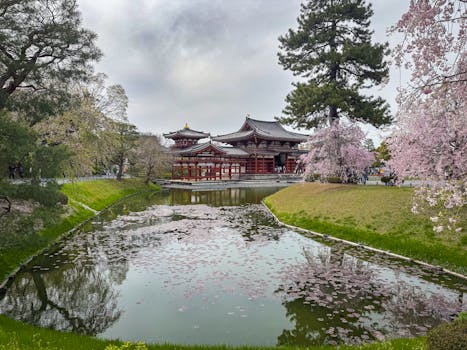 Serene view of Byodoin Temple surrounded by cherry blossoms in spring, Kyoto, Japan.
