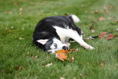 Black and White Siberian Husky Lying on Green Grass Field
