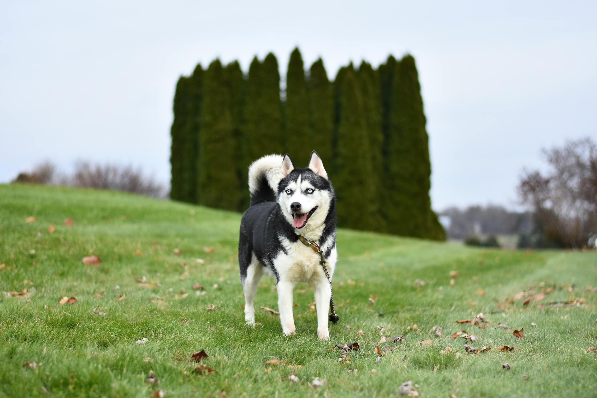 Photo d'un husky sibérien dans un champ de foin