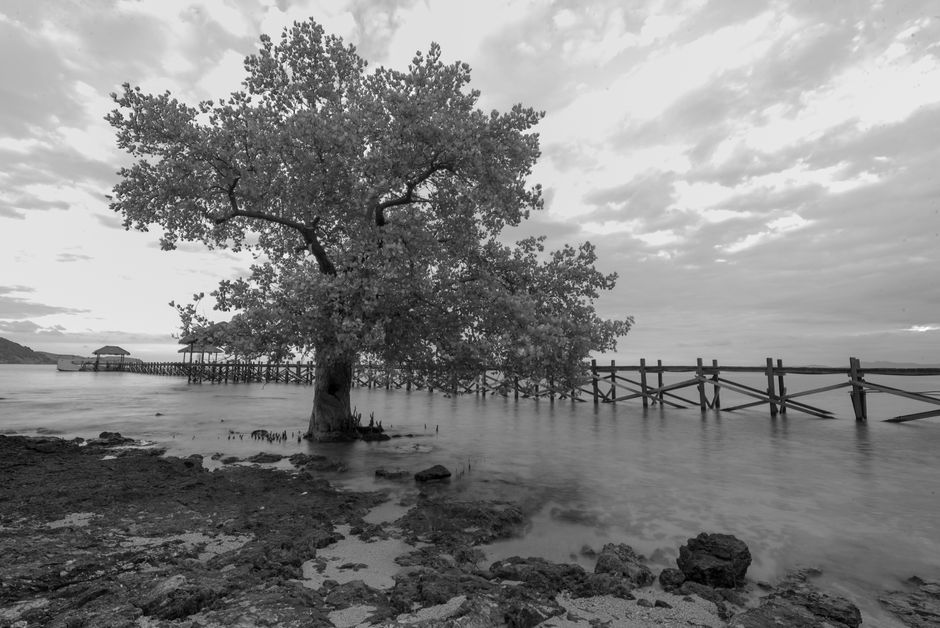 Planning Your Nusa Lembongan Mangrove Adventure Planning Your Nusa Lembongan Mangrove Adventure