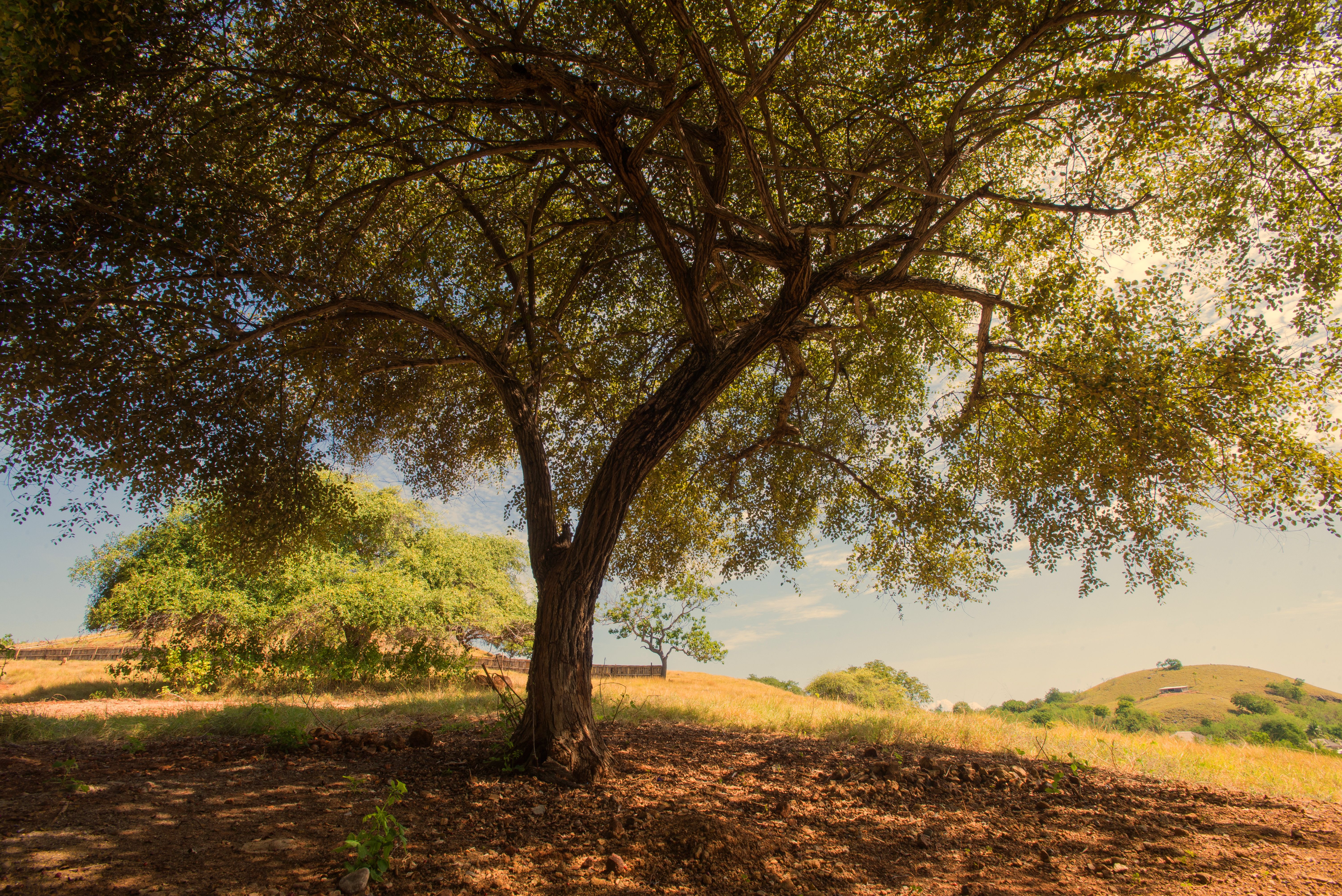 A sprawling tree under a clear sky in East Nusa Tenggara, Indonesia's rural countryside.