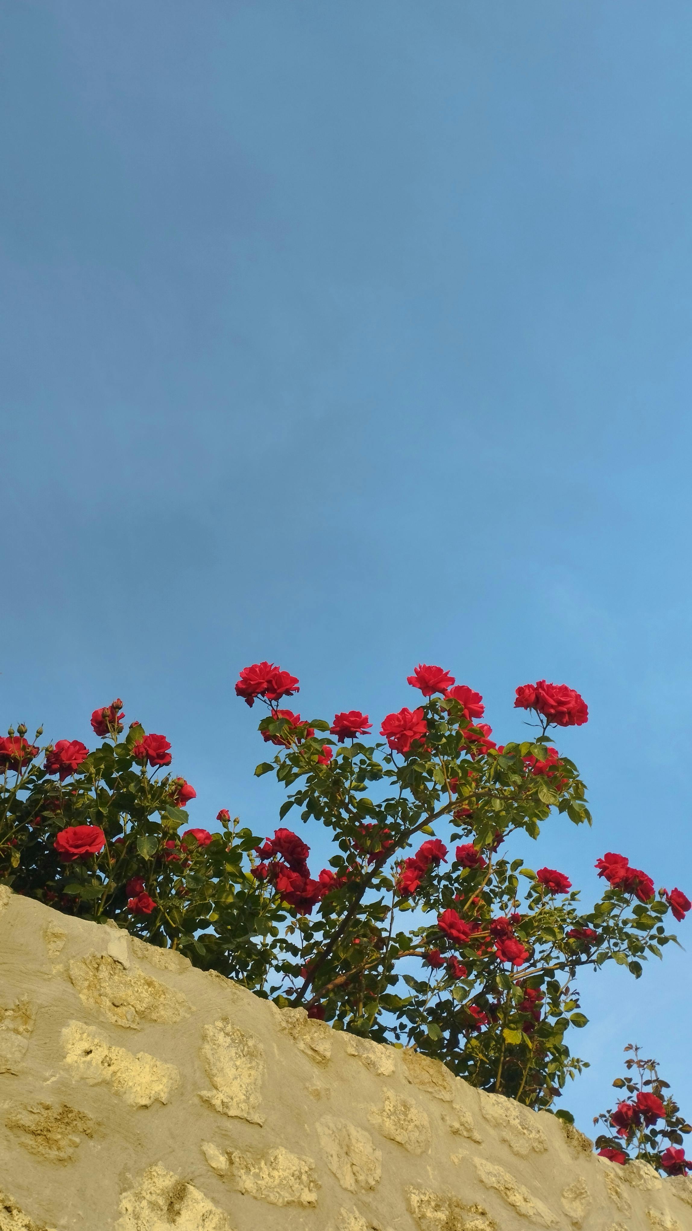 grátis Lindas rosas vermelhas em plena floração erguem-se acima de um muro de pedra, contrastando com um céu azul claro. Foto profissional