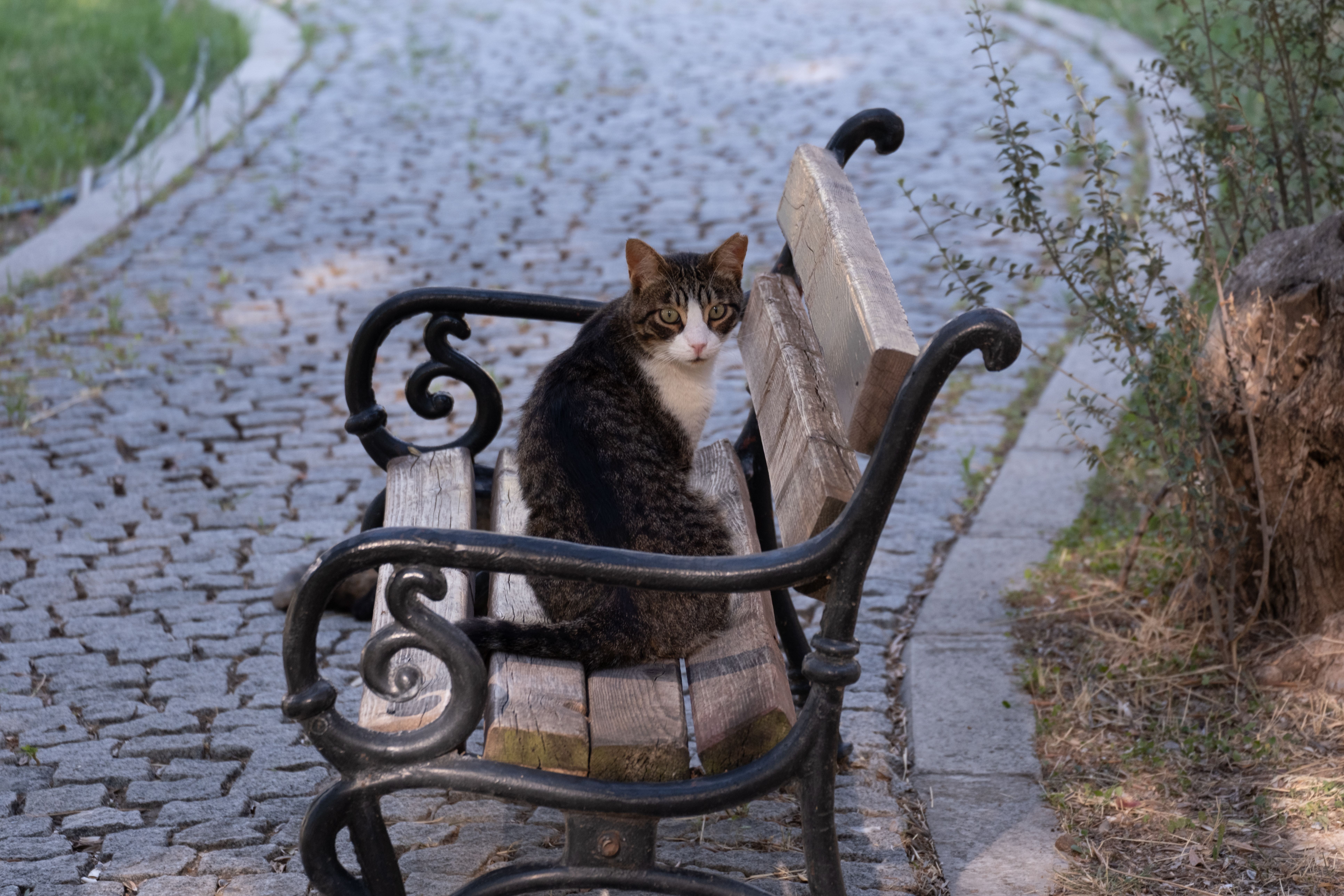 Cat Sitting on Bench in İzmir Park · Free Stock Photo