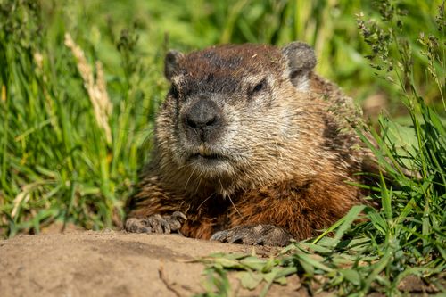 Free Close-up of a groundhog resting in the grass in Wabasha, Minnesota. Stock Photo