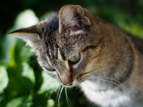 Free Charming portrait of a tabby cat gazing pensively outdoors surrounded by lush greenery. Stock Photo