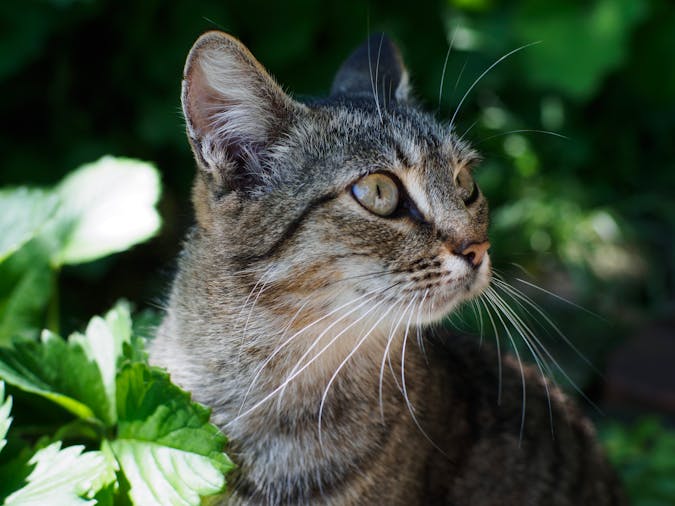 Portrait of a tabby cat with green eyes amidst lush green leaves.