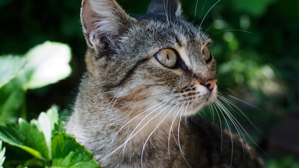 Portrait of a tabby cat with green eyes amidst lush green leaves.
