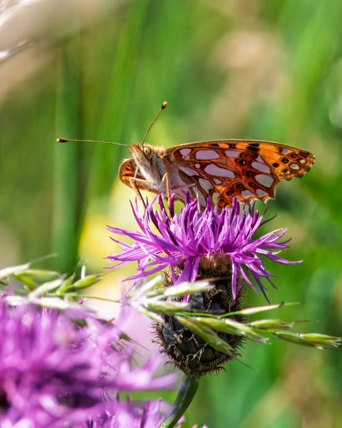 Free Close-up of a vibrant butterfly on a thistle flower, showcasing natural beauty outdoors. Stock Photo