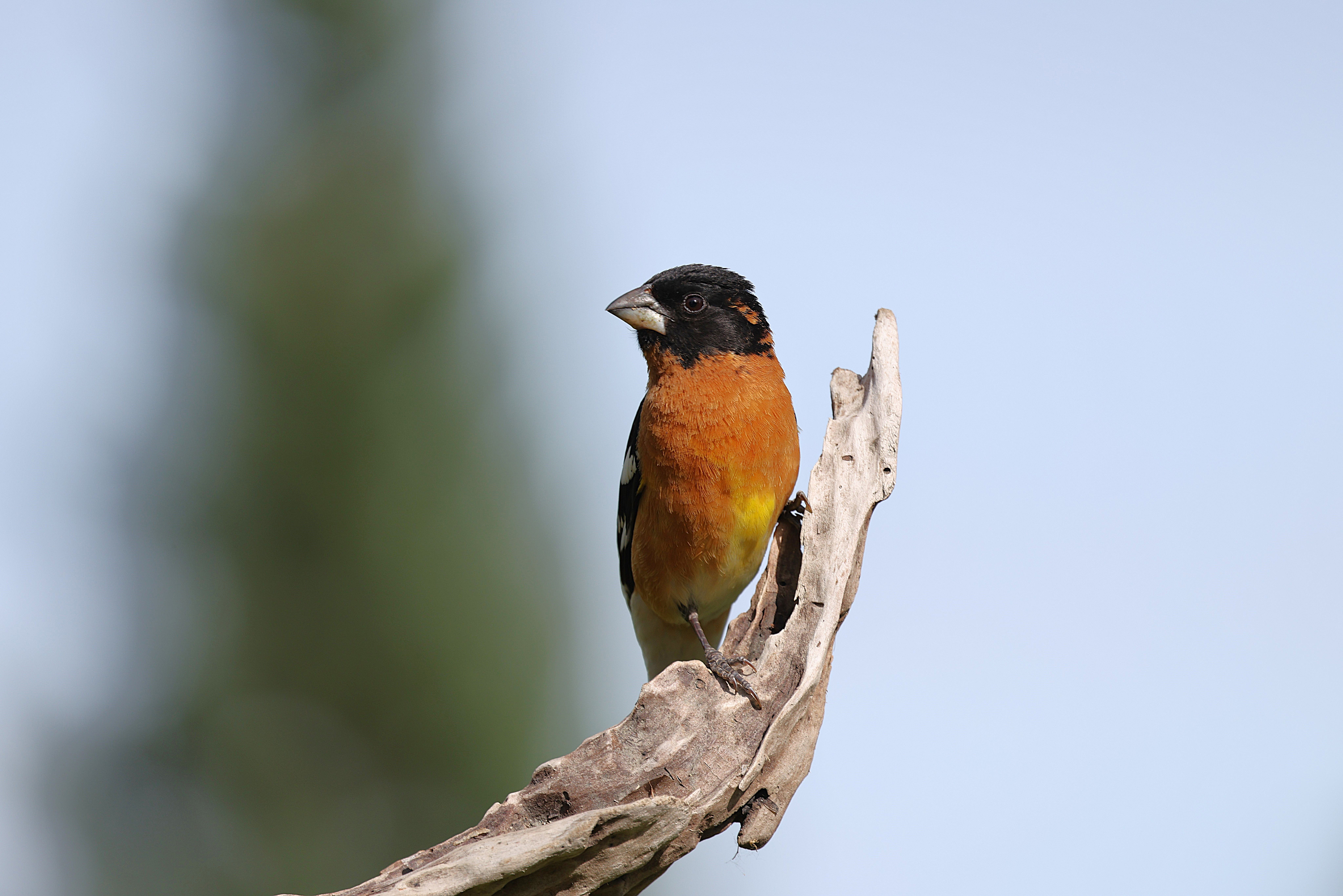 kind bird has black