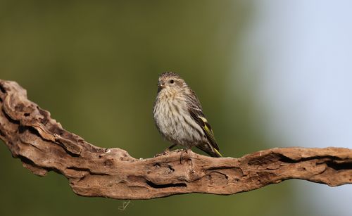 Free A Pine Siskin bird rests gracefully on a branch with a soft green background. Stock Photo