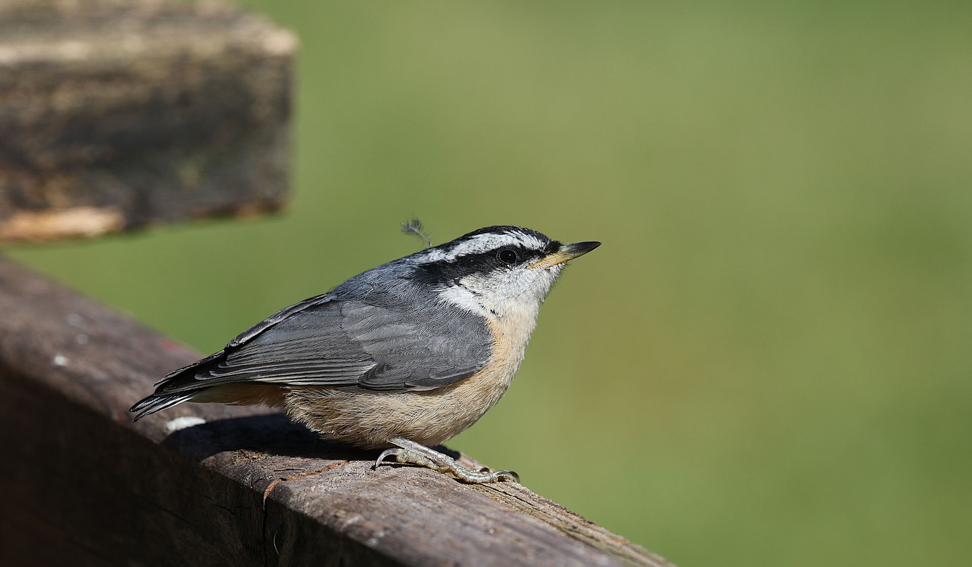 Close-up of a red-breasted nuthatch on a wooden perch with a blurred green background.