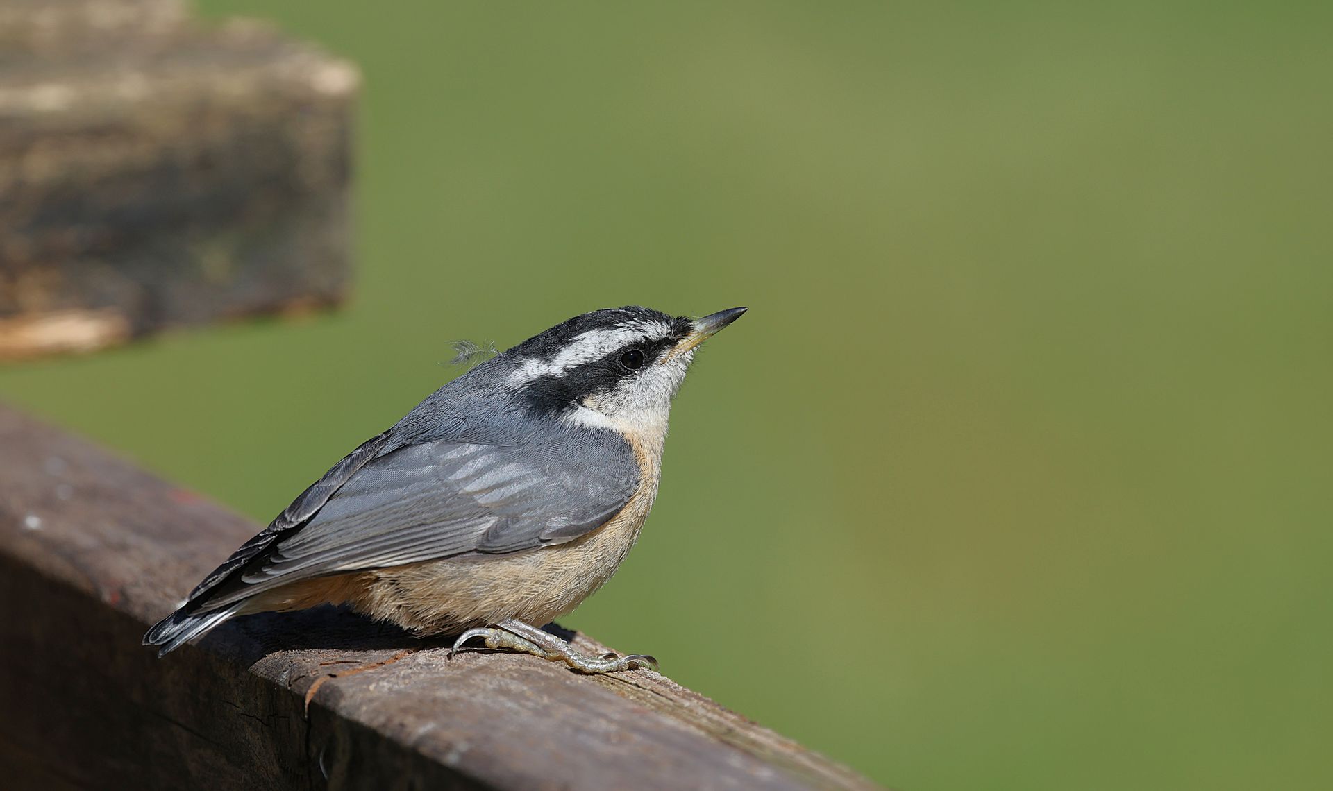 Stunning image of a red-breasted nuthatch perched outdoors on a wooden ledge.