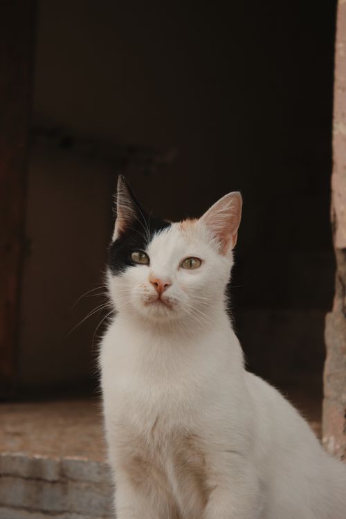 Free A beautiful calico cat with striking markings poses gracefully against a rustic background in Duhok, Iraq. Stock Photo