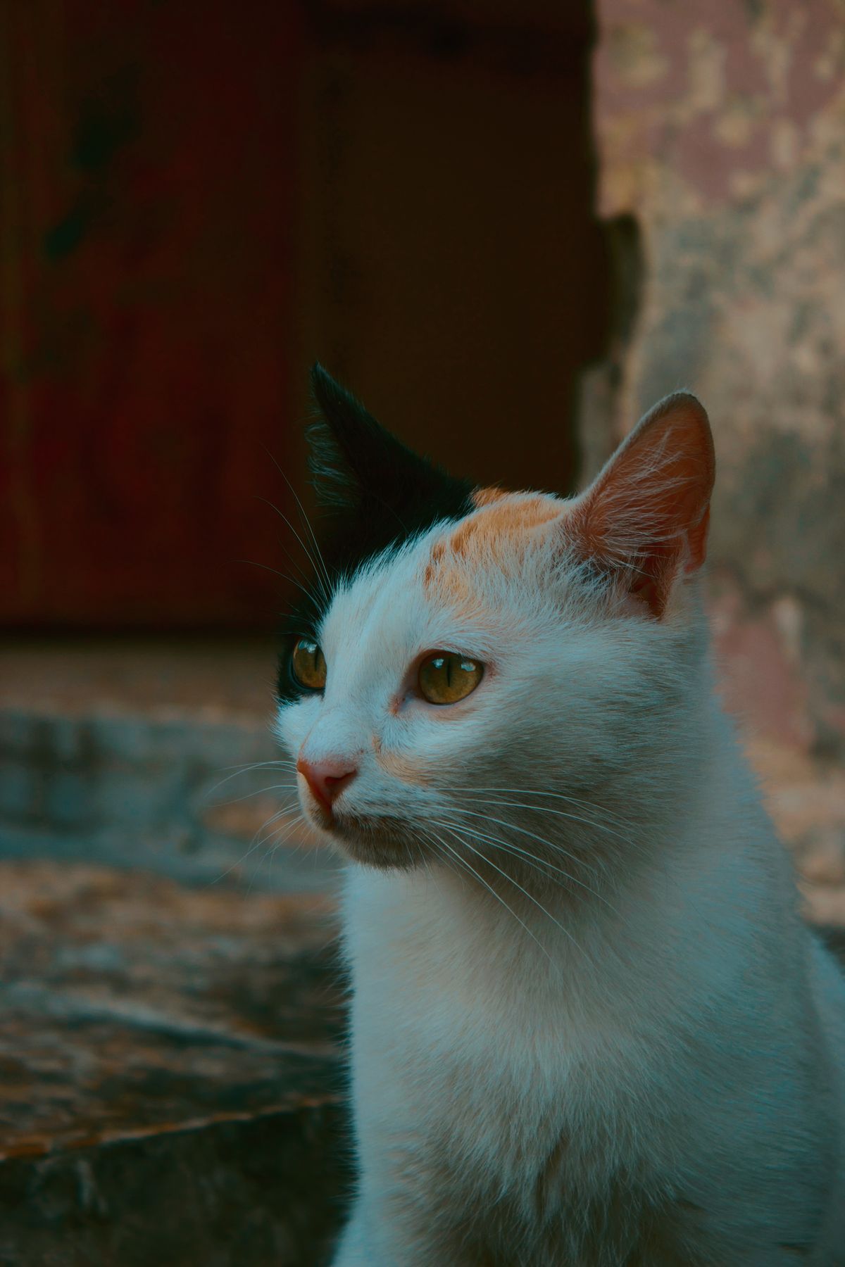 Cat With Money Photos Download The Best Free Cat With Money Stock