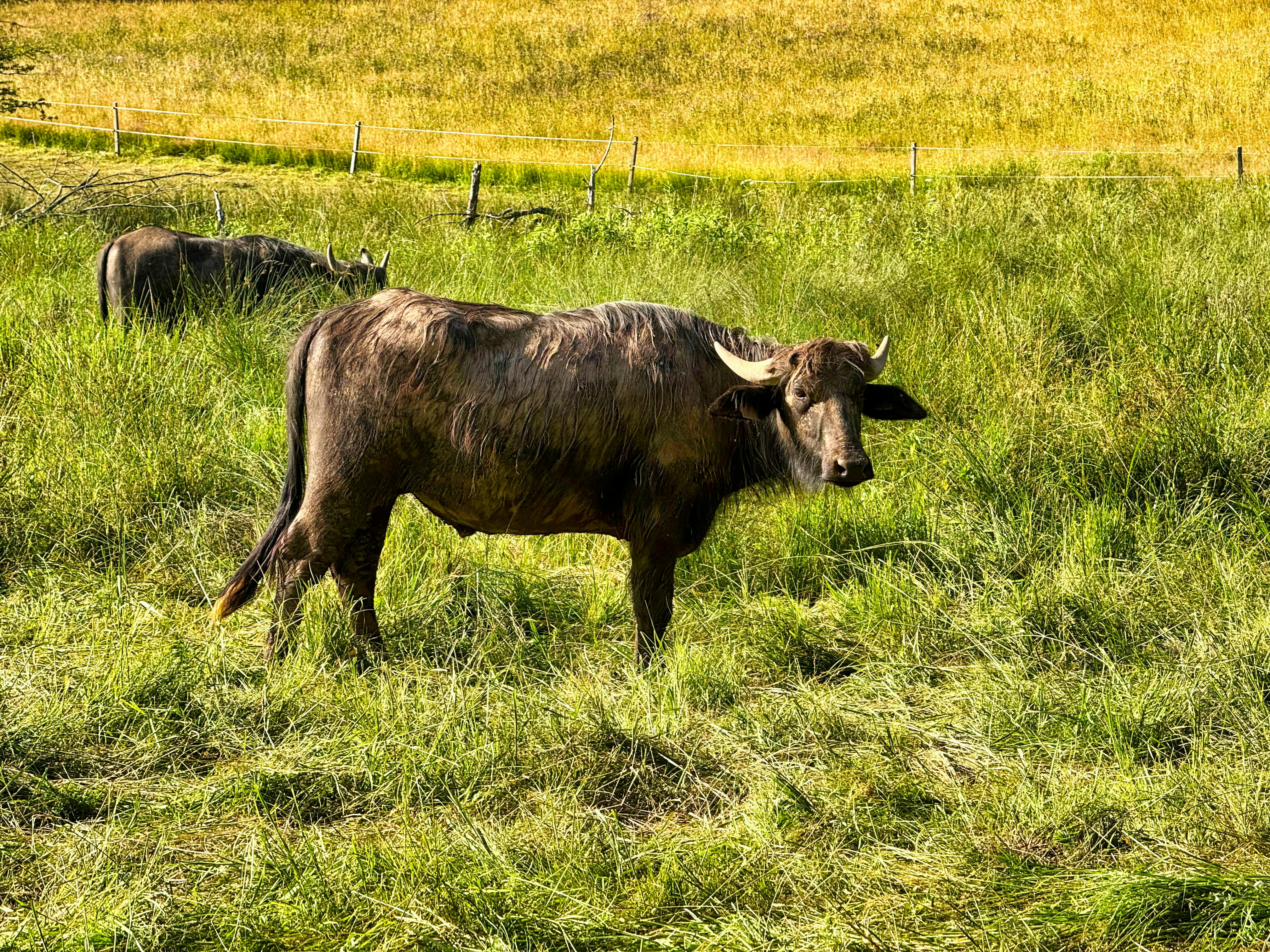 grátis Um búfalo aquático em um campo verdejante, cercado pela natureza. Foto profissional